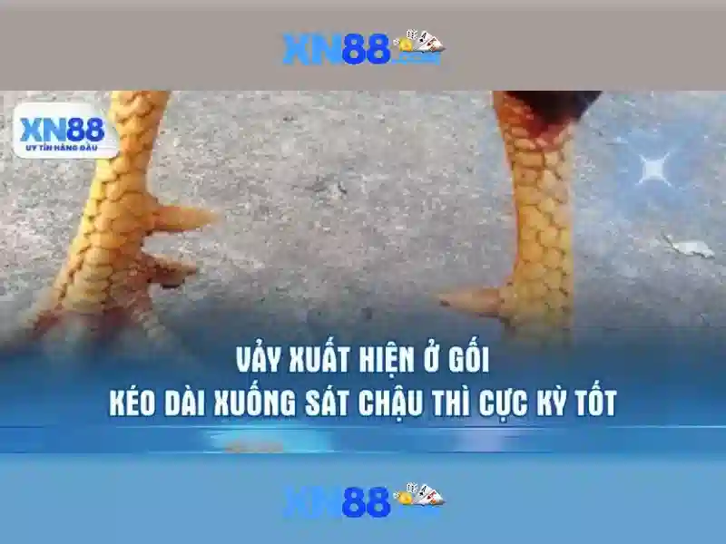 Tải App XN88