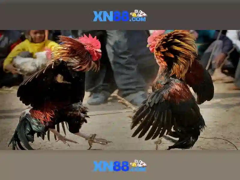 XN88 Casino